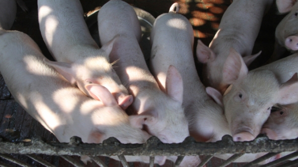 Xuất hiện ổ dịch tả lợn châu Phi ở TP Cẩm Phả