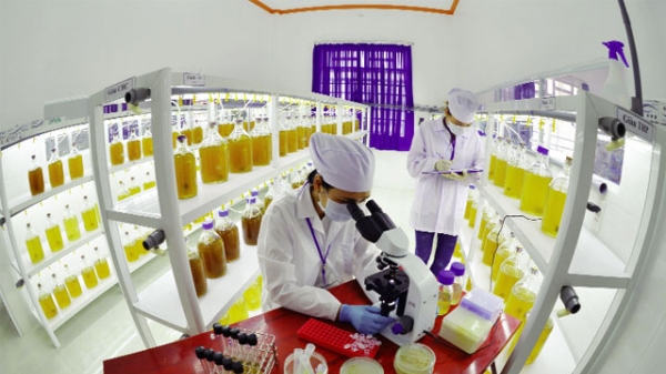 Công nghệ sản xuất sinh khối vi tảo mật độ cao