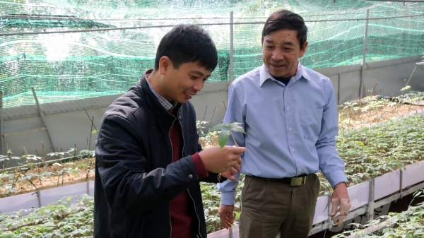 Thử nghiệm trồng sâm Lai Châu dưới tán rừng