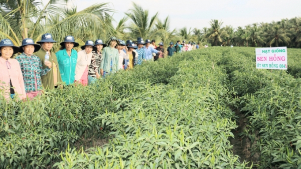 Tiền Giang: Nông dân khấm khá nhờ mô hình trồng ớt