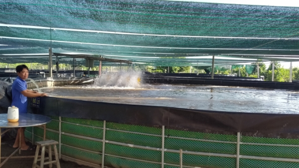 Phát triển bền vững ngành thuỷ sản nước ngọt ở Vĩnh Long