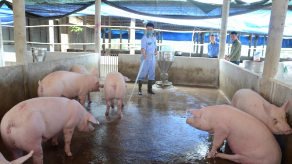 Tuyên Quang: Không tái đàn ồ ạt, đảm bảo chăn nuôi an toàn sinh học