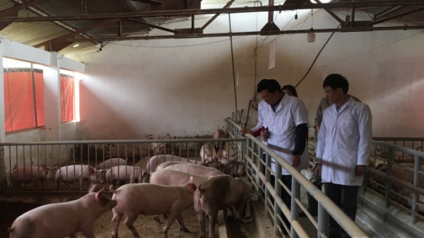 Thái Nguyên: Mở rộng quy mô chăn nuôi lợn hữu cơ