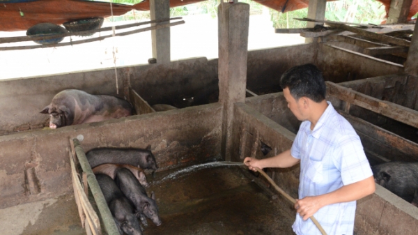 Tuyên Quang: Nuôi lợn Mán bán giá cao