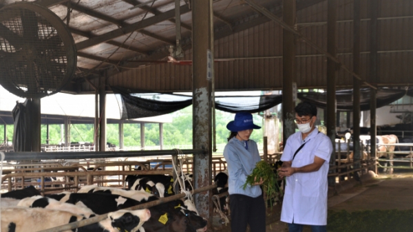 Tuyên Quang: Đàn bò không bị stress, cho sữa thơm ngon