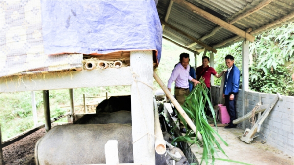 Hà Giang: Hỗ trợ bảo hiểm cho trâu bò