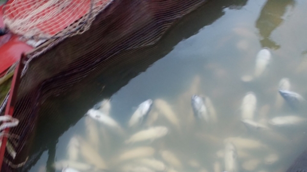 Tuyên Quang: Hơn 10 tấn cá đang lớn bỗng dưng đồng loạt chết
