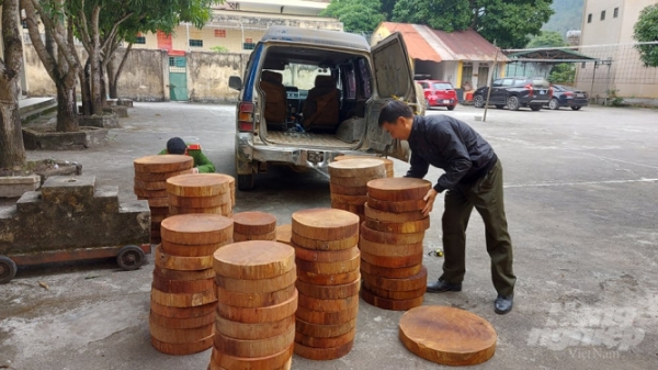 Hà Giang: Thu giữ 104 khúc gỗ nghiến dạng thớt