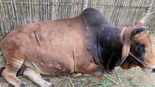 4 con bò đầu tiên bị viêm da nổi cục ở Tuyên Quang