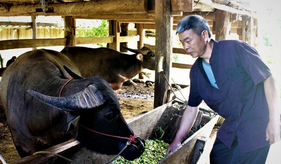 Hà Giang hỗ trợ phí bảo hiểm trâu, bò