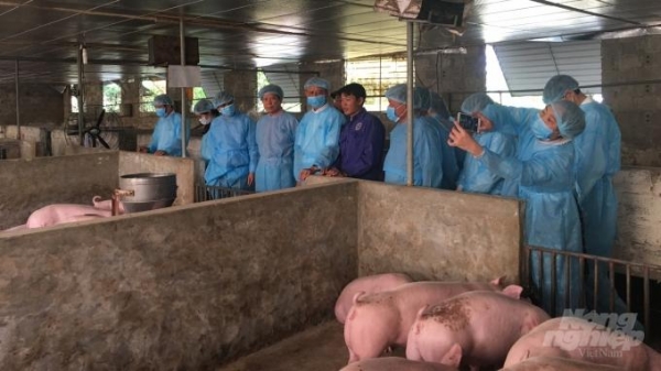 Dịch tả lợn được kiểm soát, cúm gia cầm nguy cơ cao