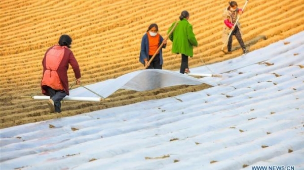 Làm nông thời Covid-19 ở Trung Quốc