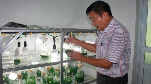 Vi tảo 'thần kỳ' mở ra nghề nuôi trồng mới