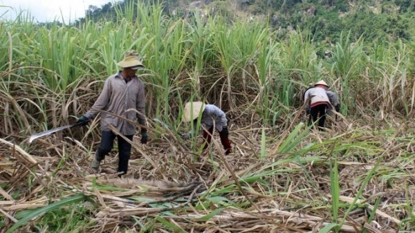Nhà nước không bao cấp cho ngành mía đường