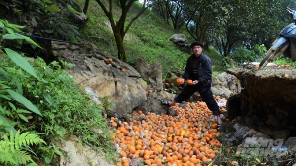 Cận cảnh vườn cam cuối vụ hơn 2.000 tấn ồ ạt rụng