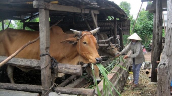 Nghệ An: Phát triển chăn nuôi trâu, bò miền núi