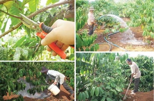 Chăm sóc vườn cà phê mùa khô