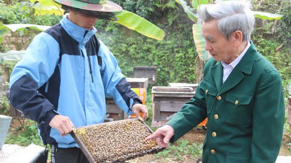700 đàn ong Italy cho 30 tấn mật mỗi năm