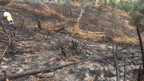 Rừng bị đốt ở thị trấn Phong Hải... là rừng sản xuất đã nghèo kiệt