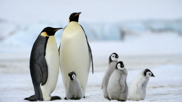Đối thoại với loài chim cánh cụt