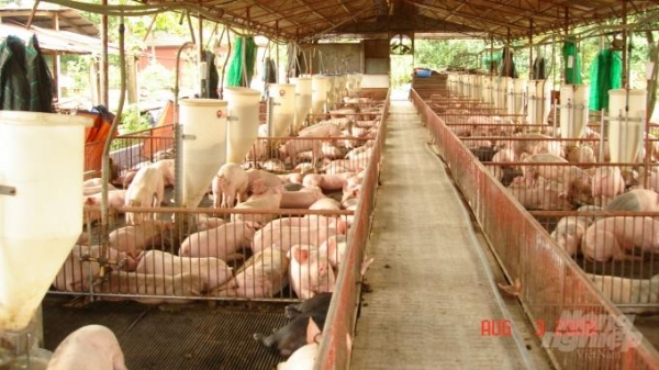 Covid-19 ảnh hưởng tới nguồn cung thịt lợn toàn cầu