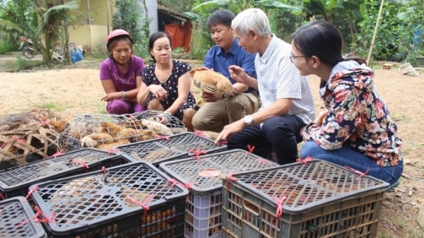 Quảng Trị: Triển khai mô hình nuôi gà bản địa sinh sản