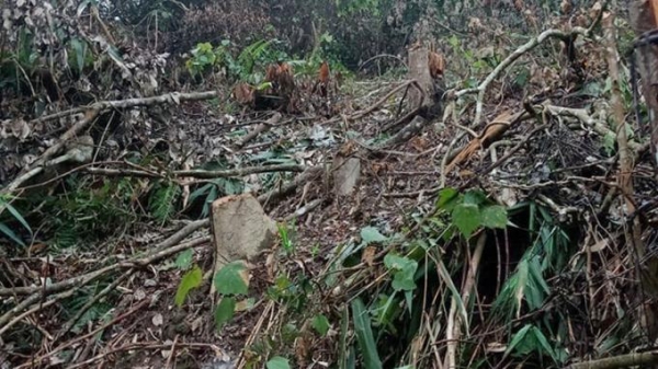 Nghệ An: Máu rừng lại tuôn, hàng trăm cây bị đốn hạ