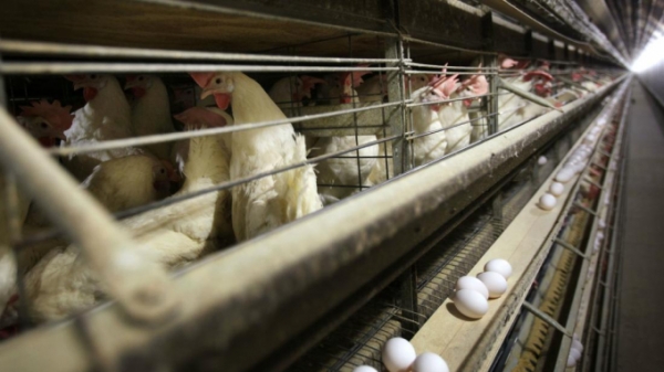 Hoảng loạn mua sắm đẩy giá trứng tại Hoa Kỳ tăng vọt