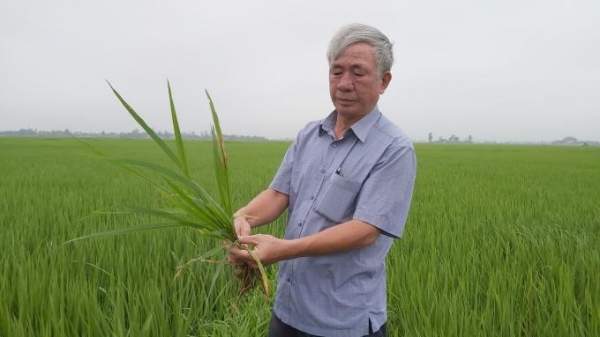 Nghệ An:  Trên 1.800 ha lúa nhiễm đạo ôn