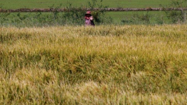 Thái Lan hy vọng xuất khẩu gạo nhiều hơn