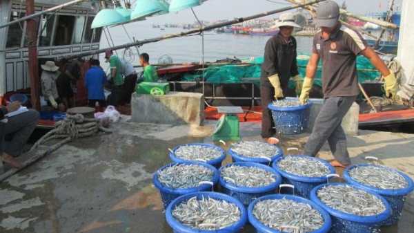 Quảng Trị: Sản lượng khai thác thủy sản trên 7.200 tấn