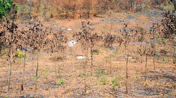 Chậm báo cáo vụ cháy 17ha rừng trồng, bị yêu cầu làm rõ trách nhiệm