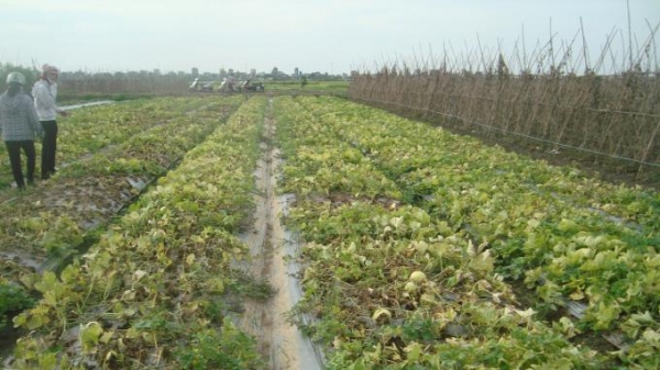Kết quả chi tiết chuyện 'yểm bùa' cho cây trồng, vật nuôi ở Nam Định