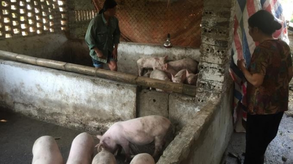 Cao Bằng: Nỗ lực tái đàn lợn