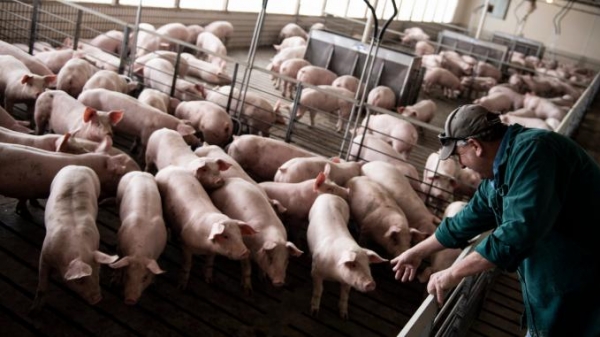 Ngành chăn nuôi Hoa Kỳ: Nghịch lý thời khủng hoảng