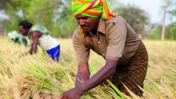 Giá gạo Ấn Độ tăng, gạo Thái mất khách vì đắt đỏ