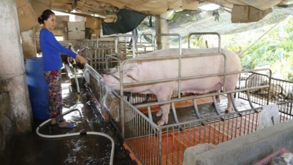 Khánh Hòa: Thúc đẩy tái đàn lợn theo hướng an toàn sinh học