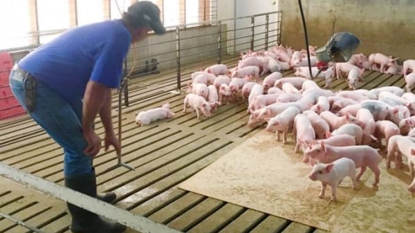 Bài học ngừa ‘thảm họa kép’ Covid-19, tả lợn châu Phi từ trang trại ở Mỹ