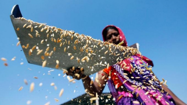 Xuất khẩu gạo Ấn Độ có thể tăng 15% trong năm tài chính 2020/21