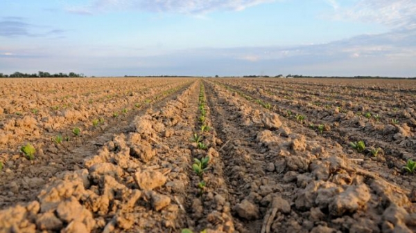 4 bệnh cần theo dõi khi trồng đậu tương