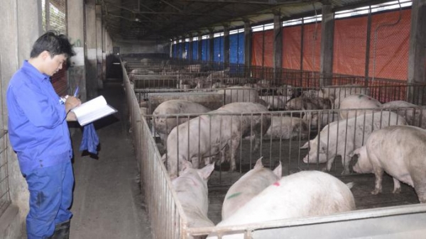 Viện Chăn nuôi chủ động cung cấp lợn giống phục vụ tái đàn