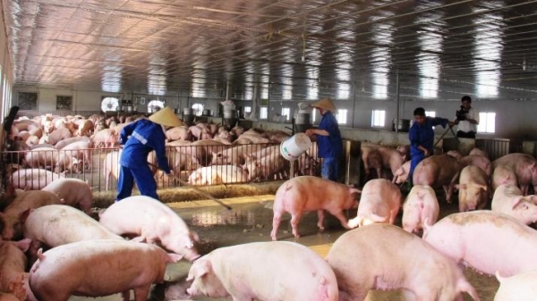 Ngành chăn nuôi Nghệ An: Chủ động phòng bệnh, thận trọng tái đàn