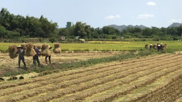 Nông nghiệp Bình Định vượt qua đại dịch, tăng trưởng ngoạn mục