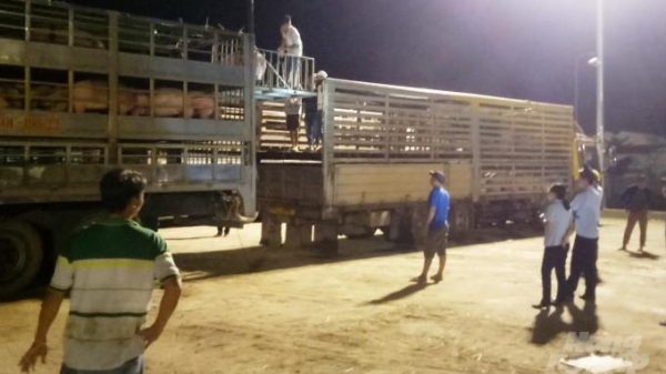 Lô lợn thịt thứ 2 nhập khẩu vào Việt Nam