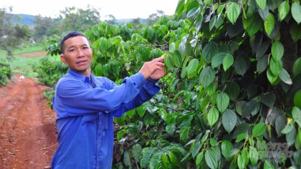 Giá cà phê sụt sùi, nông dân vẫn sống khỏe nhờ sản xuất theo liên kết