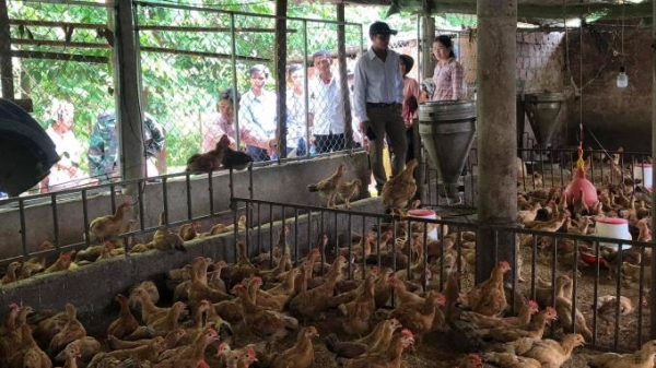 Quảng Trị: Tập huấn kỹ thuật chăn nuôi gia súc, gia cầm an toàn dịch bệnh