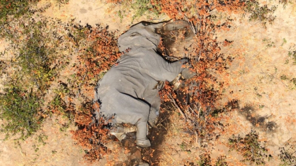 Bí ẩn hàng trăm con voi Botswana thiệt mạng