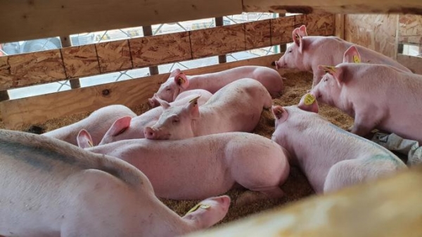 Nhập khẩu lợn giống từ Thái Lan chiếm trên 50%