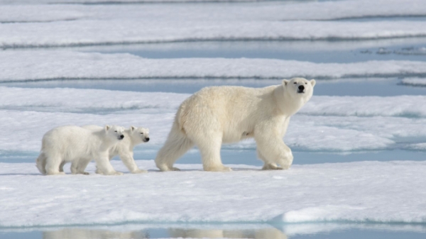 Gấu Bắc Cực sẽ tuyệt chủng do khí hậu nóng lên vào năm 2100?