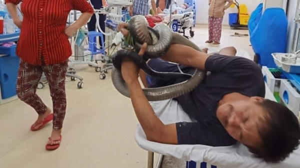Người đàn ông nhập viện cùng con rắn hổ mang chúa dài gần 3m, nặng 5kg
